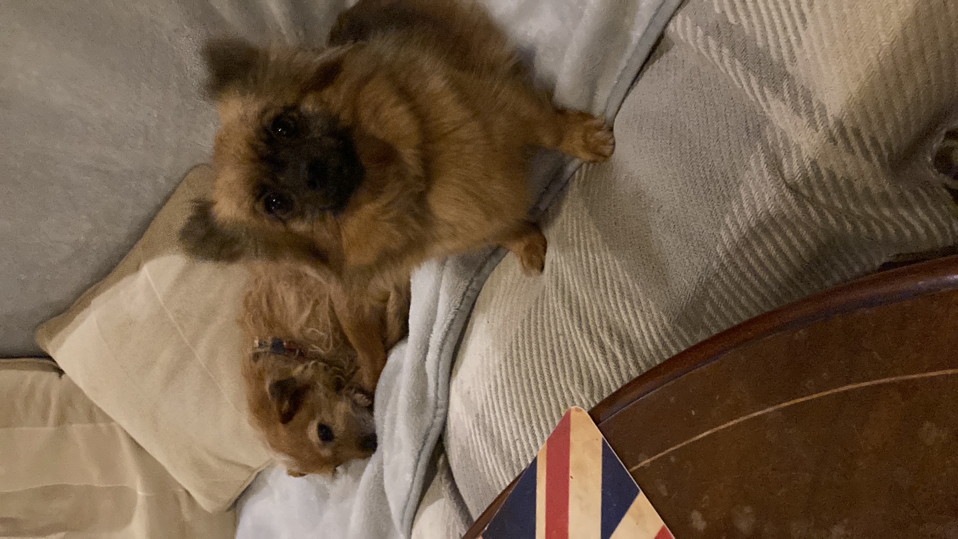 Small dogs enjoying comfort on the bed