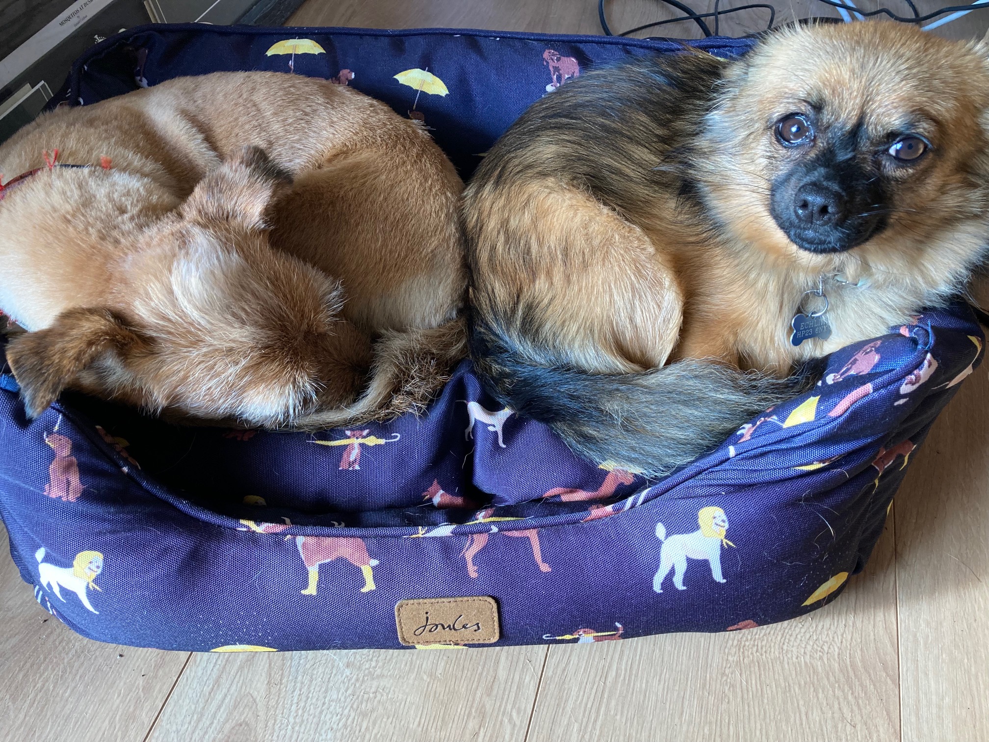 Two small dogs cuddled together in their cozy bed
