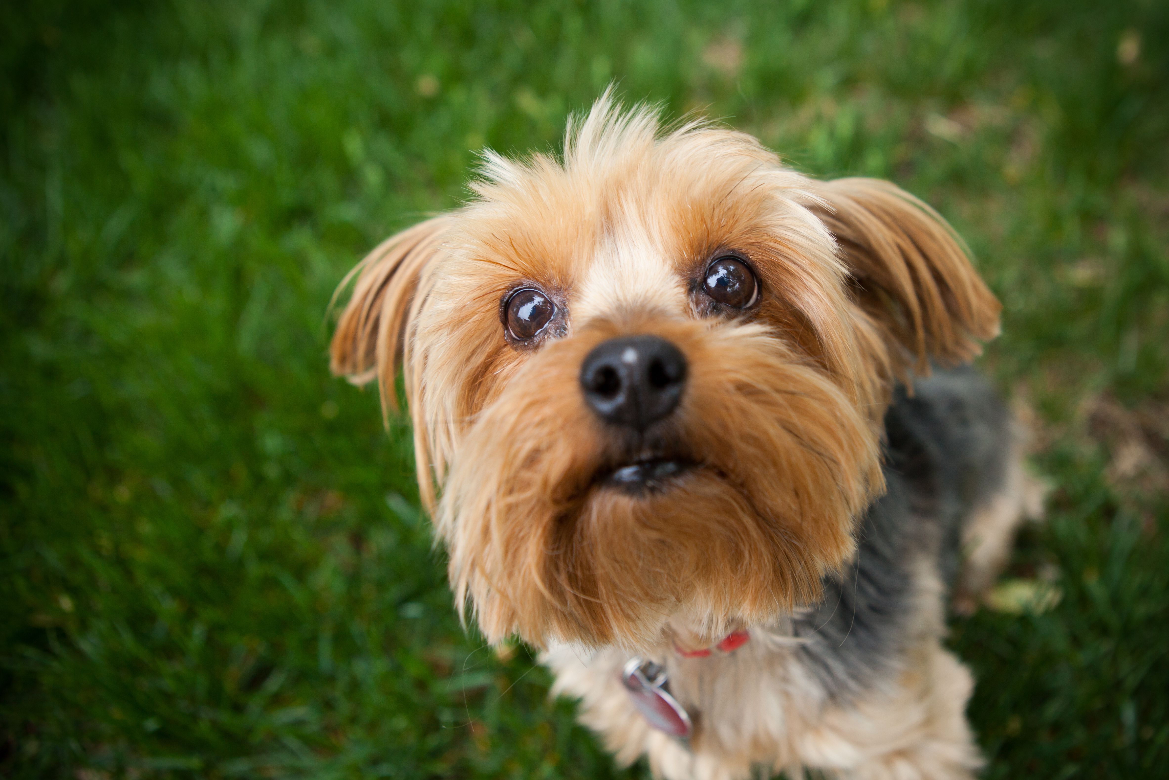 Beautiful Yorkshire Terrier enjoying the outdoors